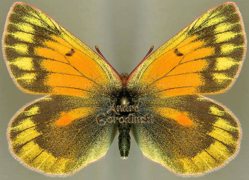 http://www.gorodinski.ru/pieridae/Colias stoliczkana  f.jpg